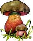 Сатанинский гриб рисунок - 60 фото